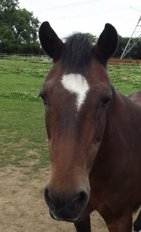 Boo the horse at Fairfield Equine Facilitated Wellbeing