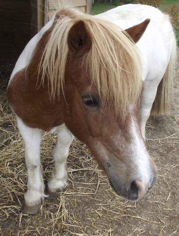 Cosmo the horse at Fairfield Equine Facilitated Wellbeing