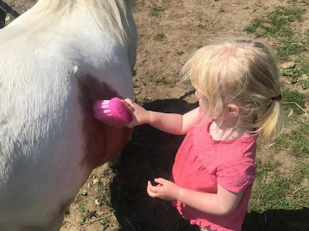 Mojo gets brushed in a demonstration of horse care
