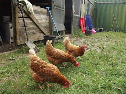 friendly chickens being fed at fairfield