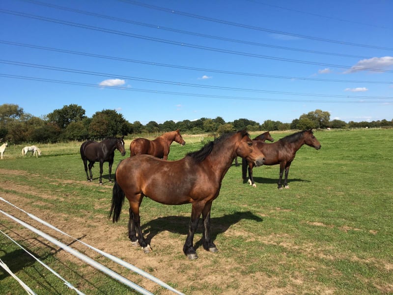Fairfield Horses stand on our field