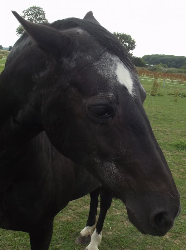 Maj the horse at Fairfield Equine Facilitated Wellbeing