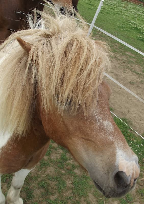 Mojo the horse at Fairfield Equine Facilitated Wellbeing