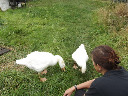 Friendly geese being fed at fairfield
