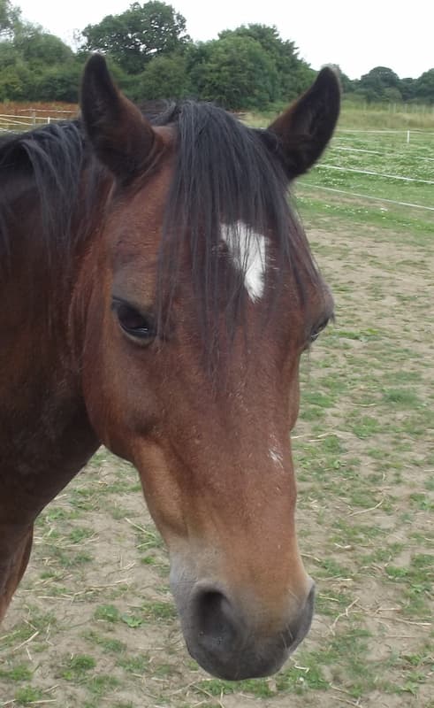 Sid the horse at Fairfield Equine Facilitated Wellbeing