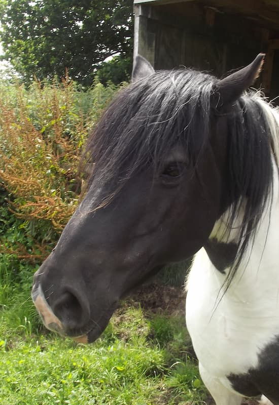 Skye the horse at Fairfield Equine Facilitated Wellbeing