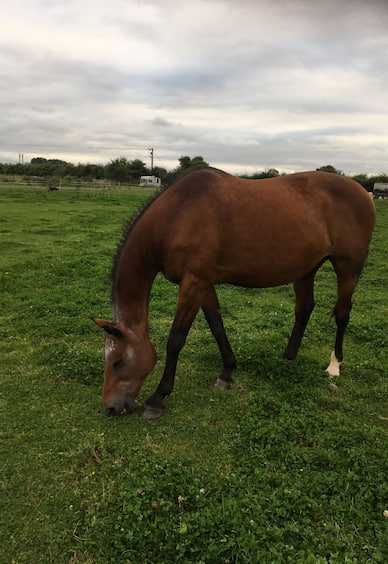 Tayla the horse at Fairfield Equine Facilitated Wellbeing
